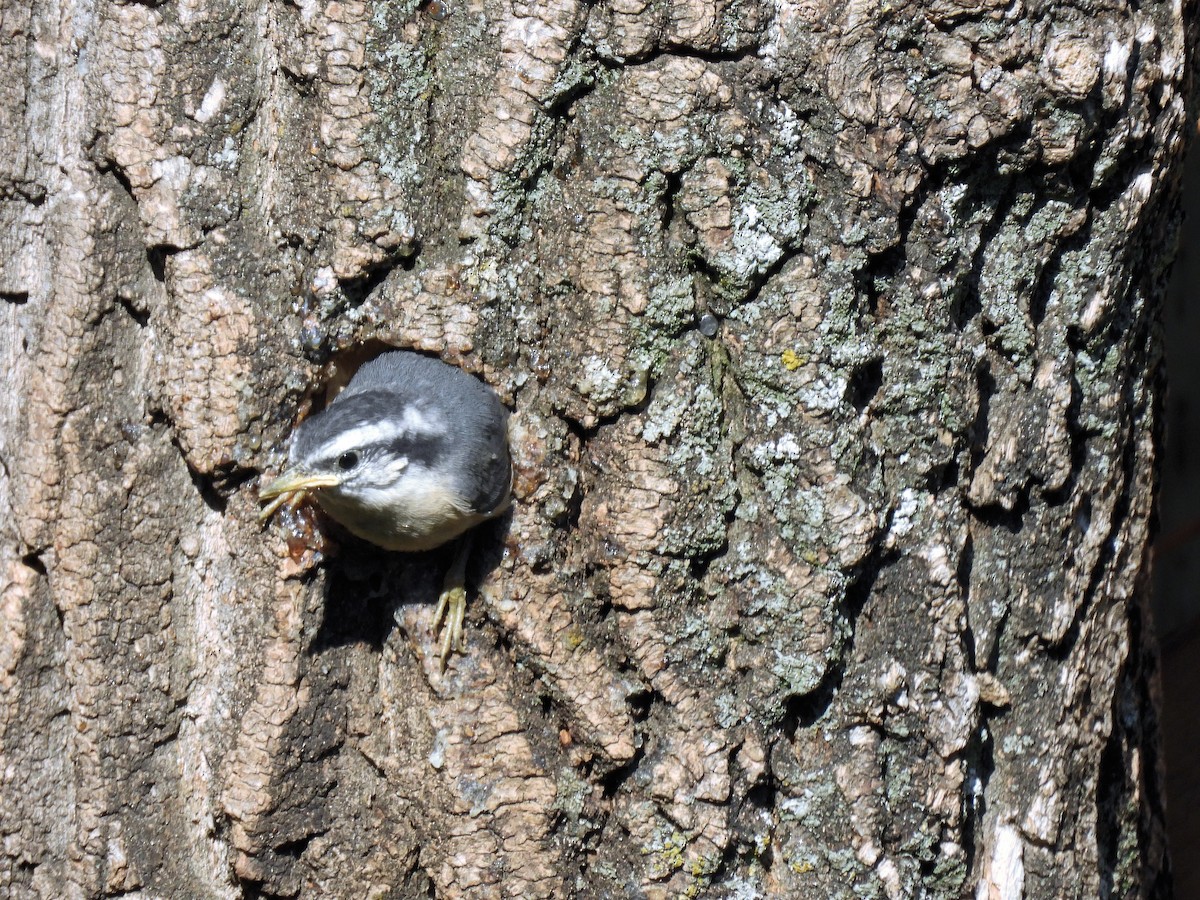Red-breasted Nuthatch - ML620301544