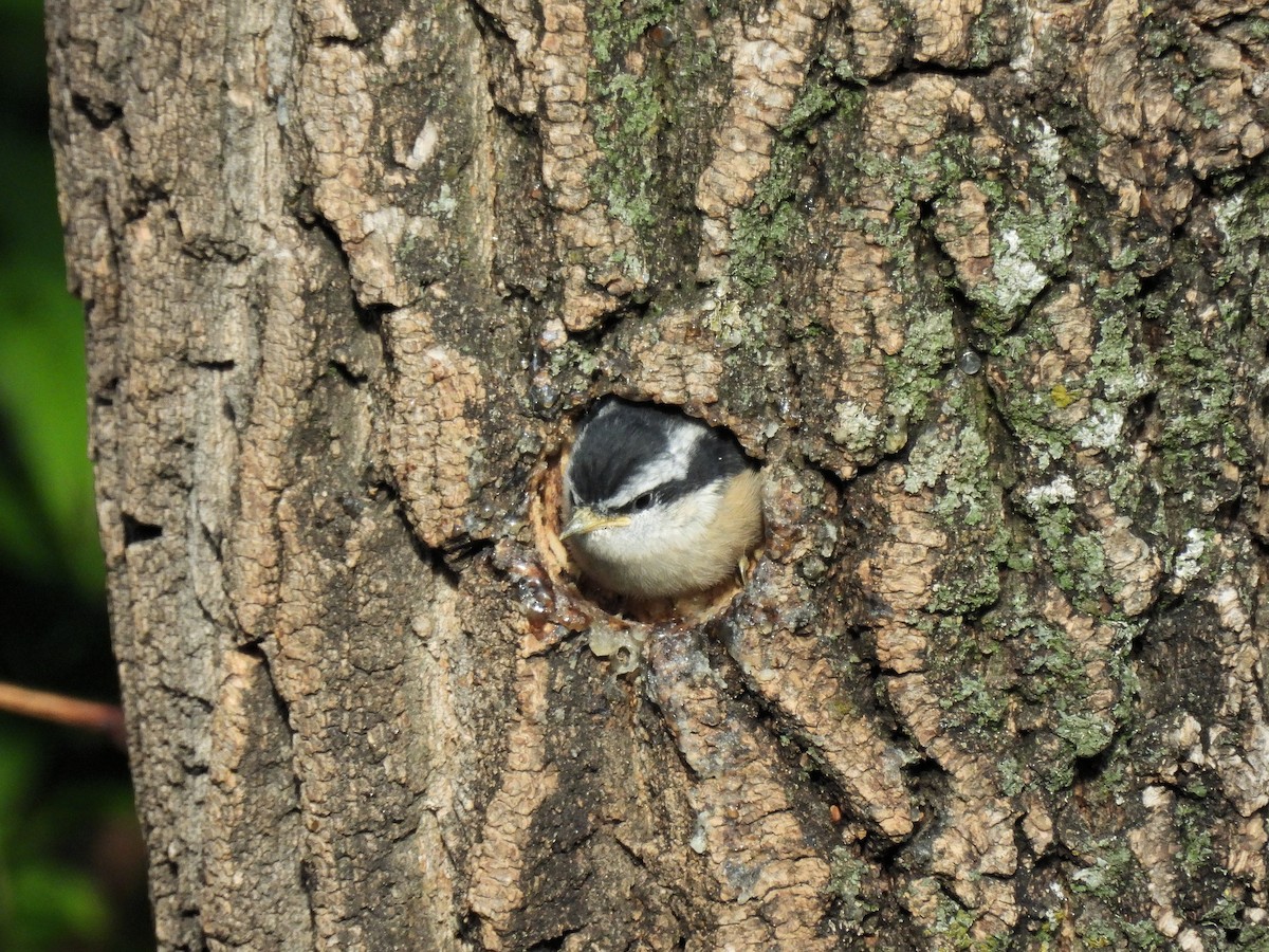 Red-breasted Nuthatch - ML620301545