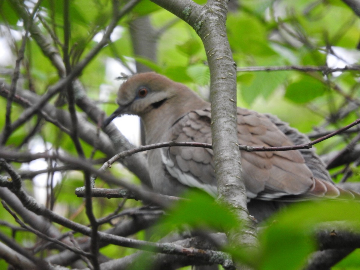 White-winged Dove - ML620301549