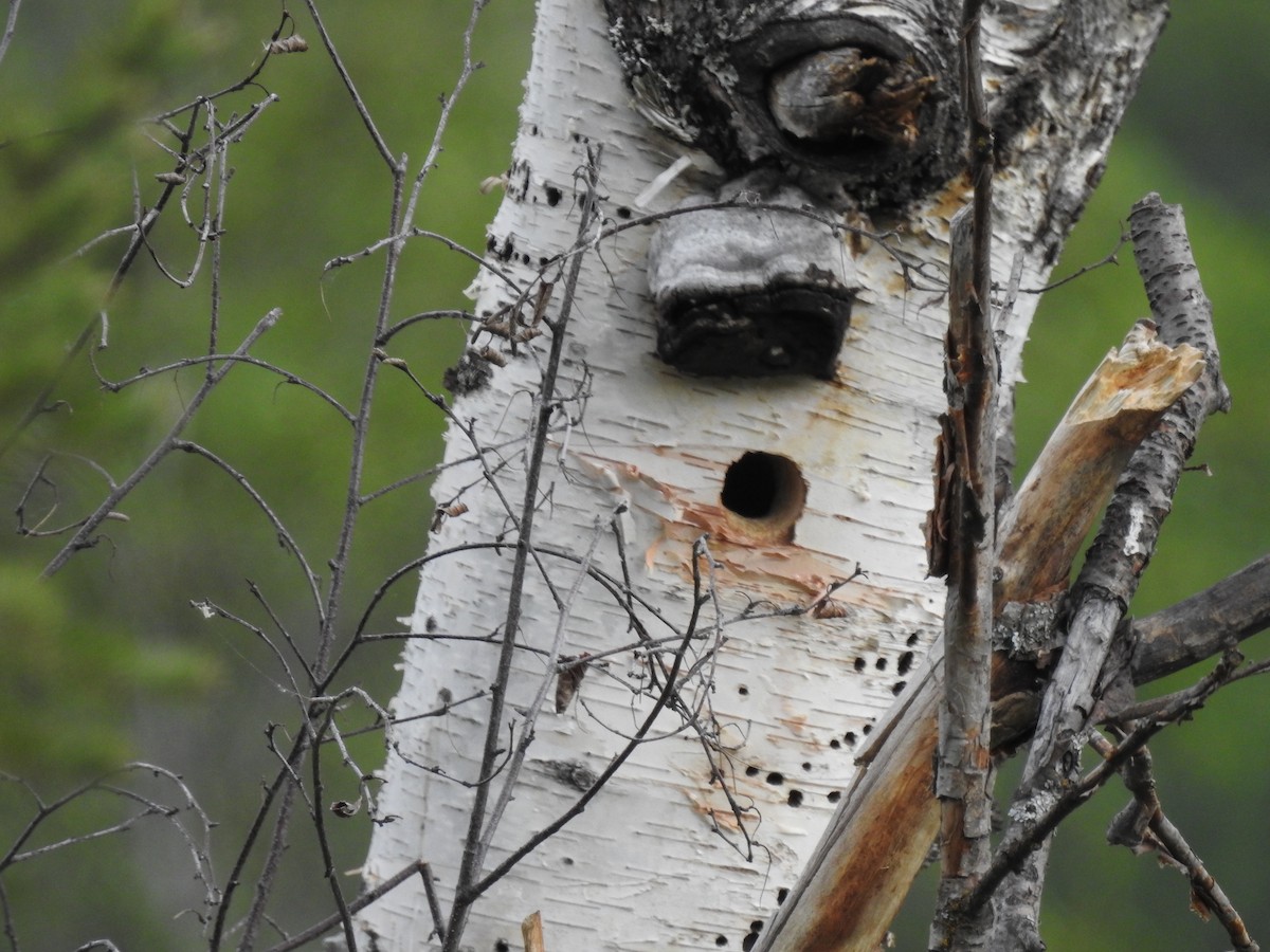 Red-naped Sapsucker - ML620301550