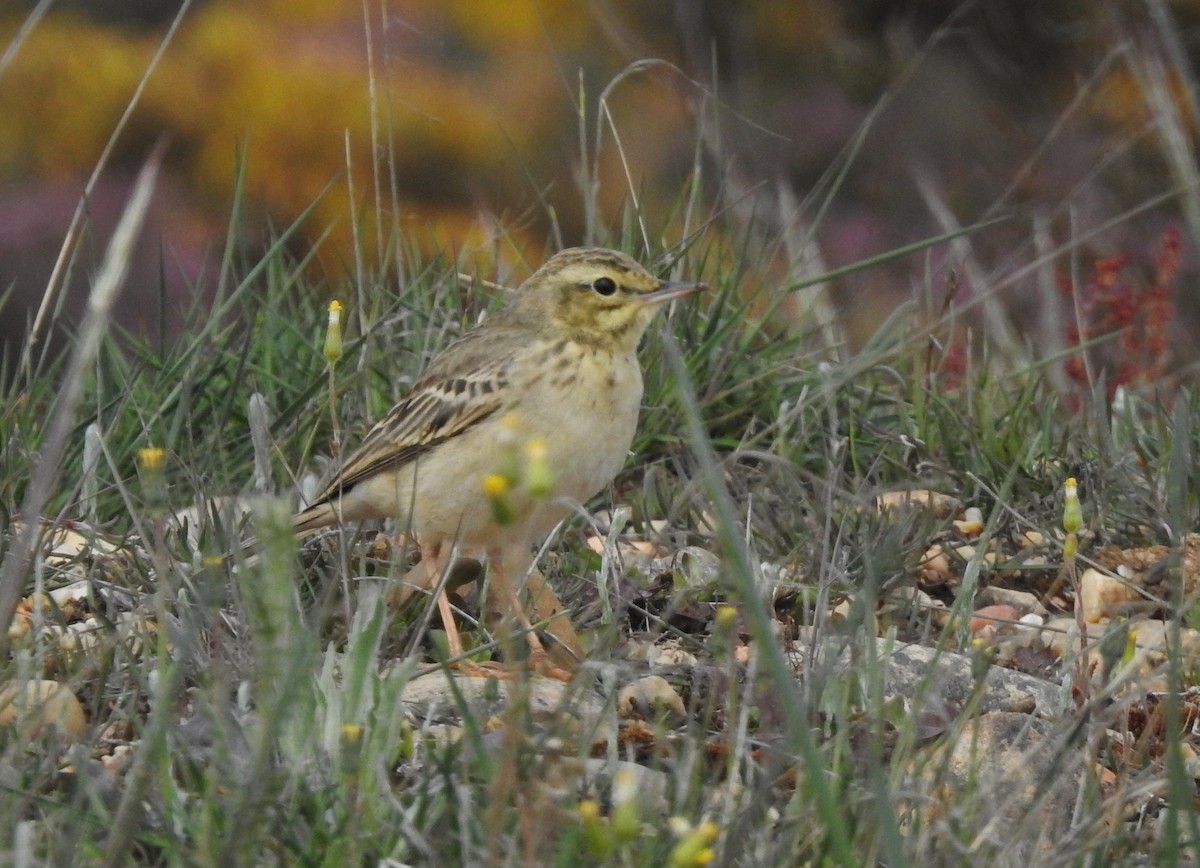 Tawny Pipit - ML620301563