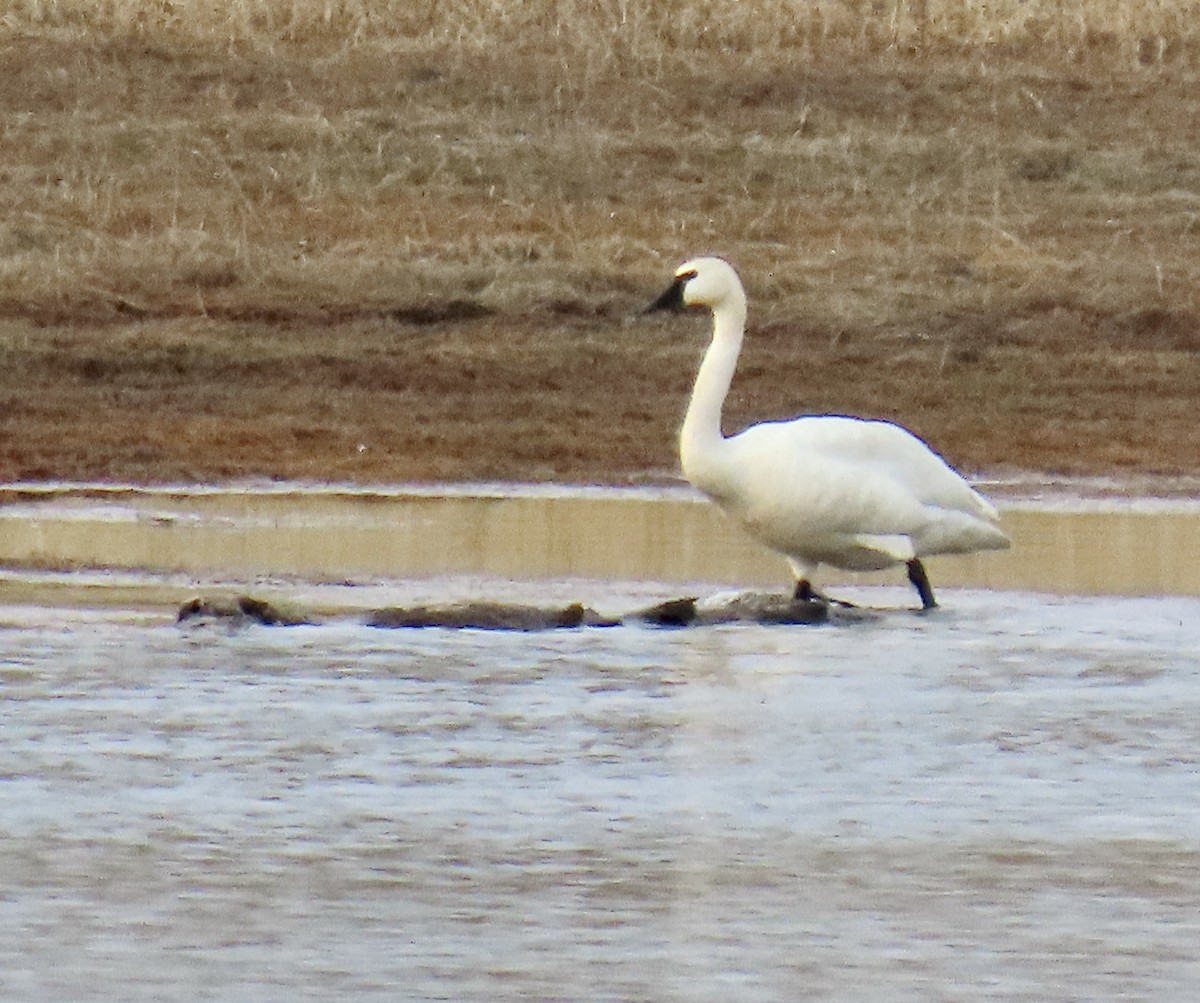 Tundra Swan - ML620301575