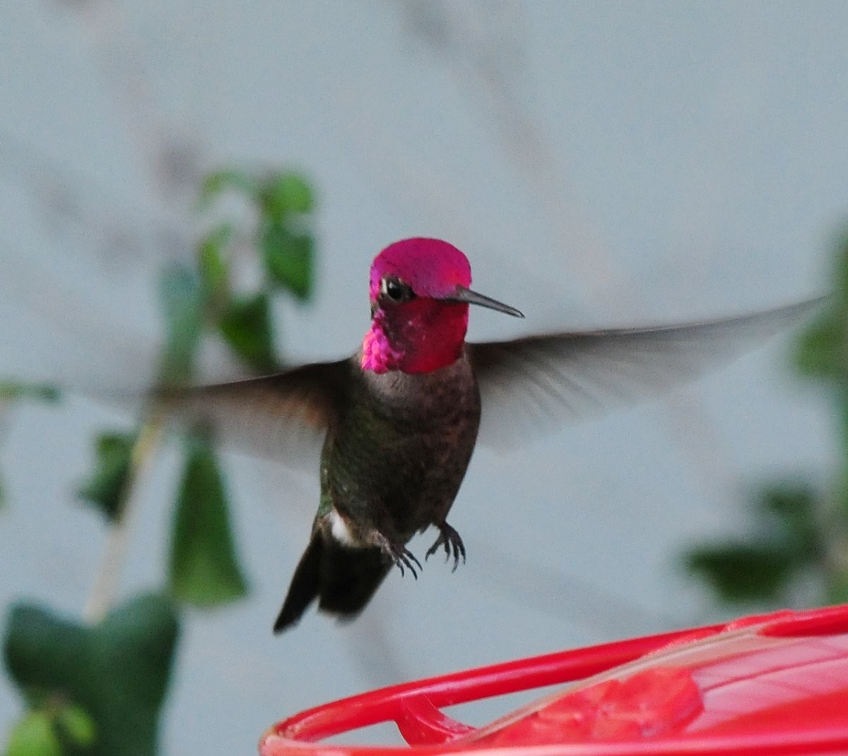 Anna's Hummingbird - ML620301576