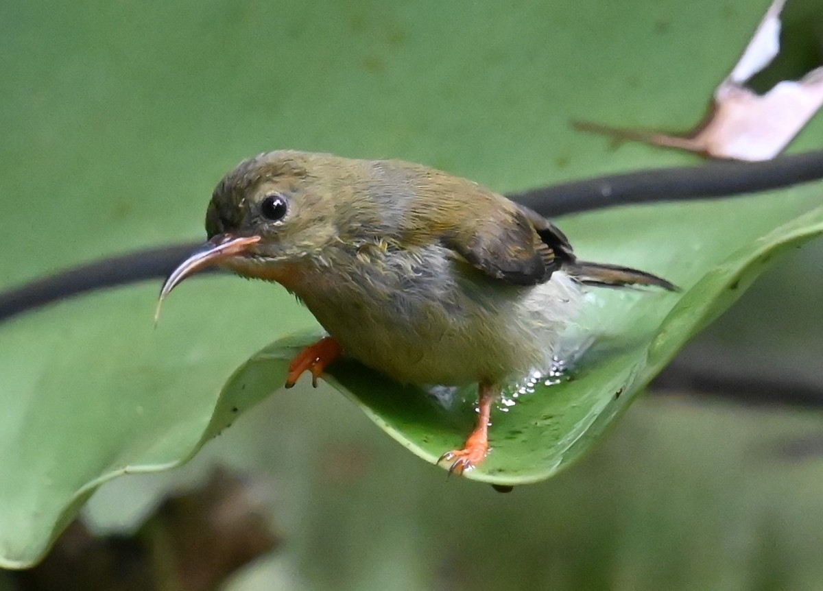 Crimson Sunbird - ML620301583