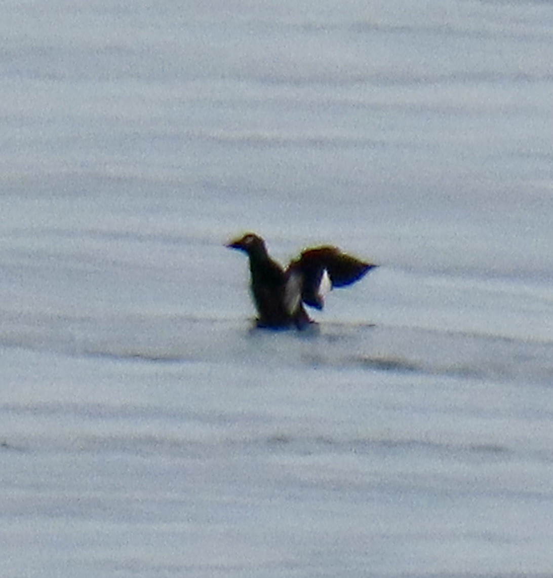 White-winged Scoter - ML620301593