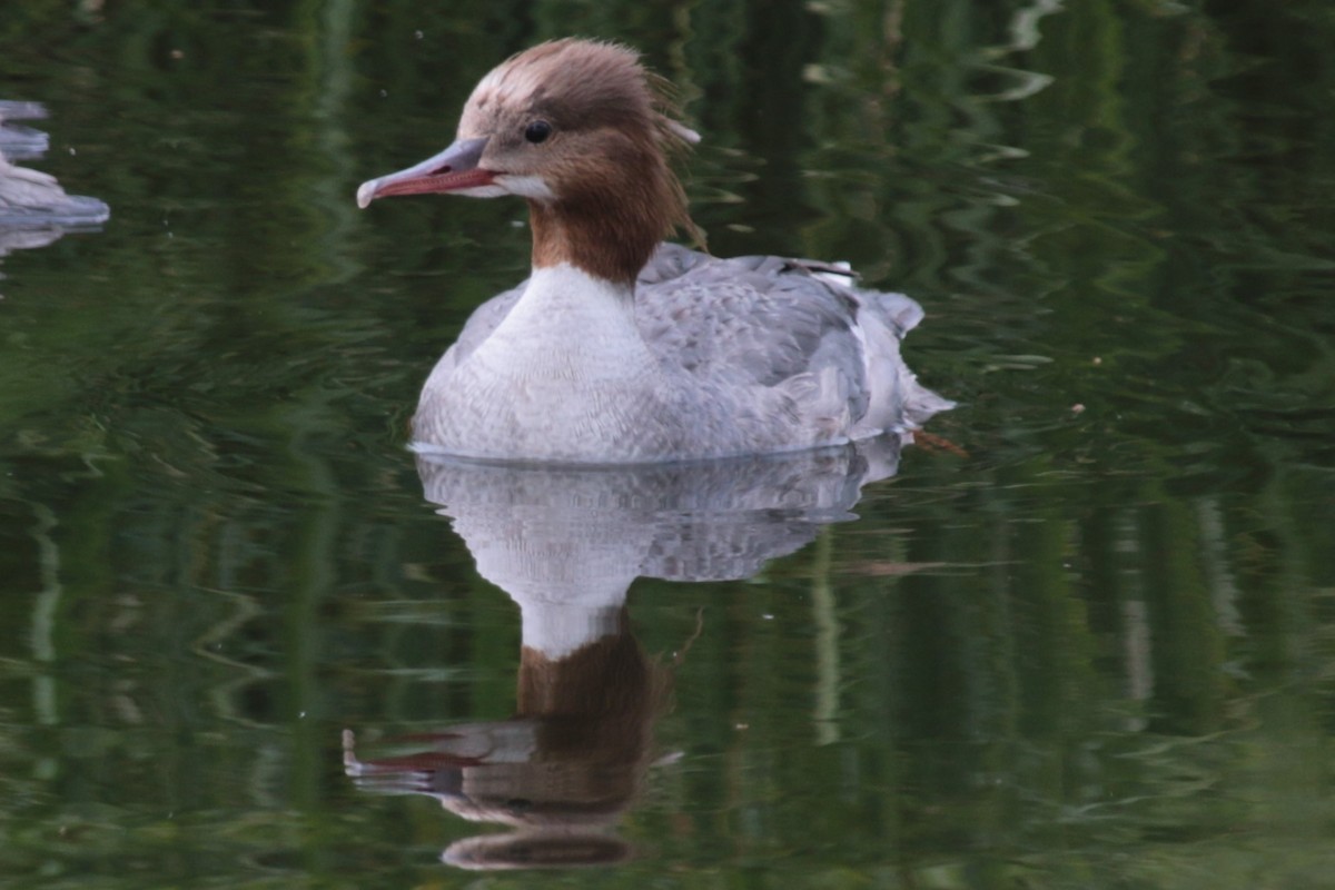 Common Merganser - ML620301599