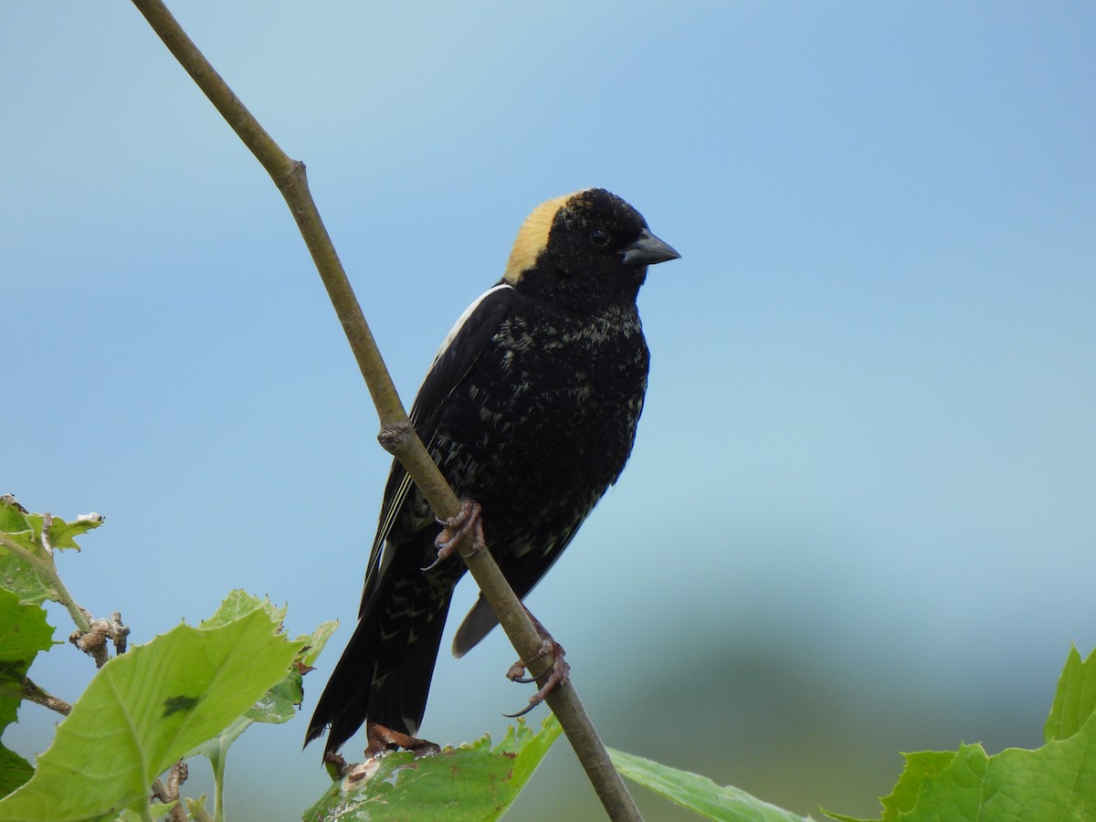 bobolink americký - ML620301608