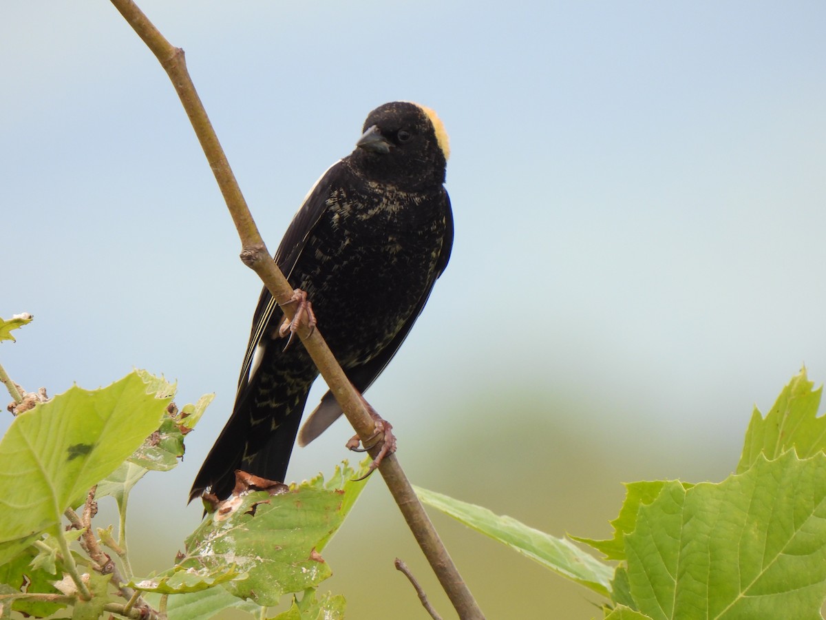 bobolink americký - ML620301612