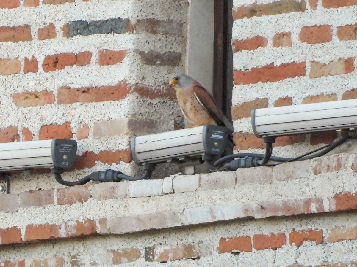 Lesser Kestrel - ML620301615