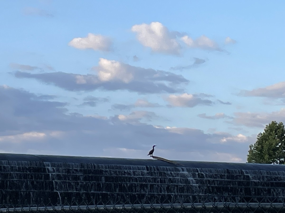 Double-crested Cormorant - ML620301620