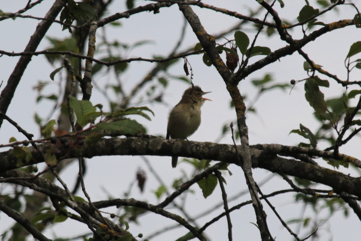 Marsh Warbler - ML620301621