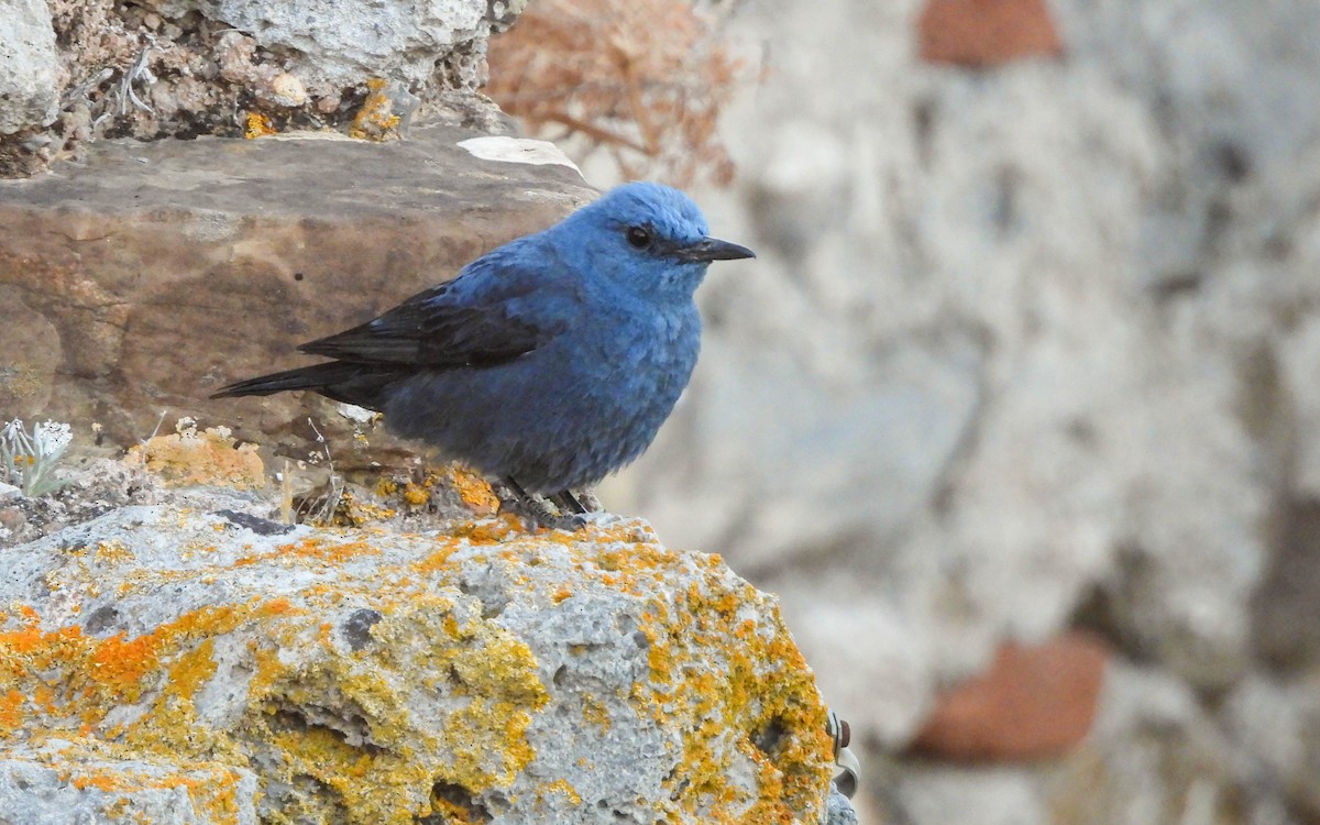 Blue Rock-Thrush - ML620301622