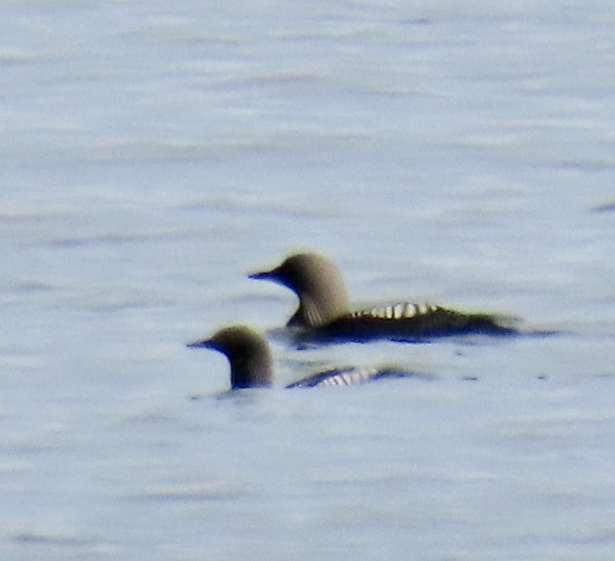 Pacific Loon - ML620301626