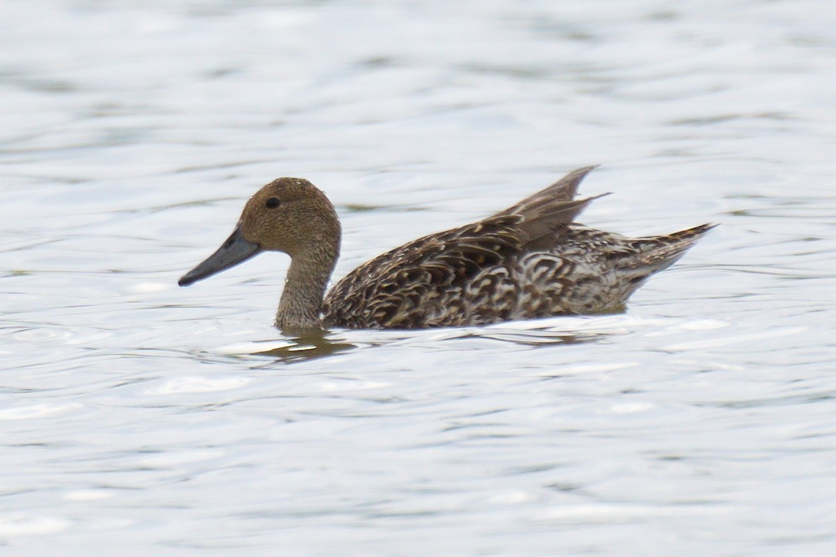 Northern Pintail - ML620301636