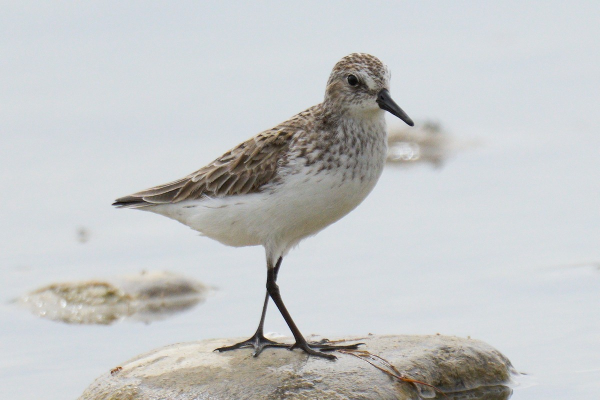 Semipalmated Sandpiper - ML620301647