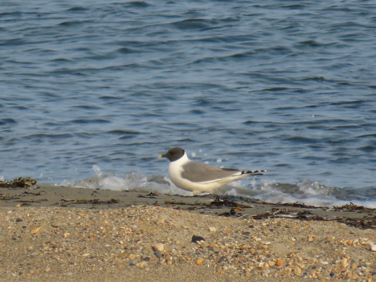 Sabine's Gull - ML620301648