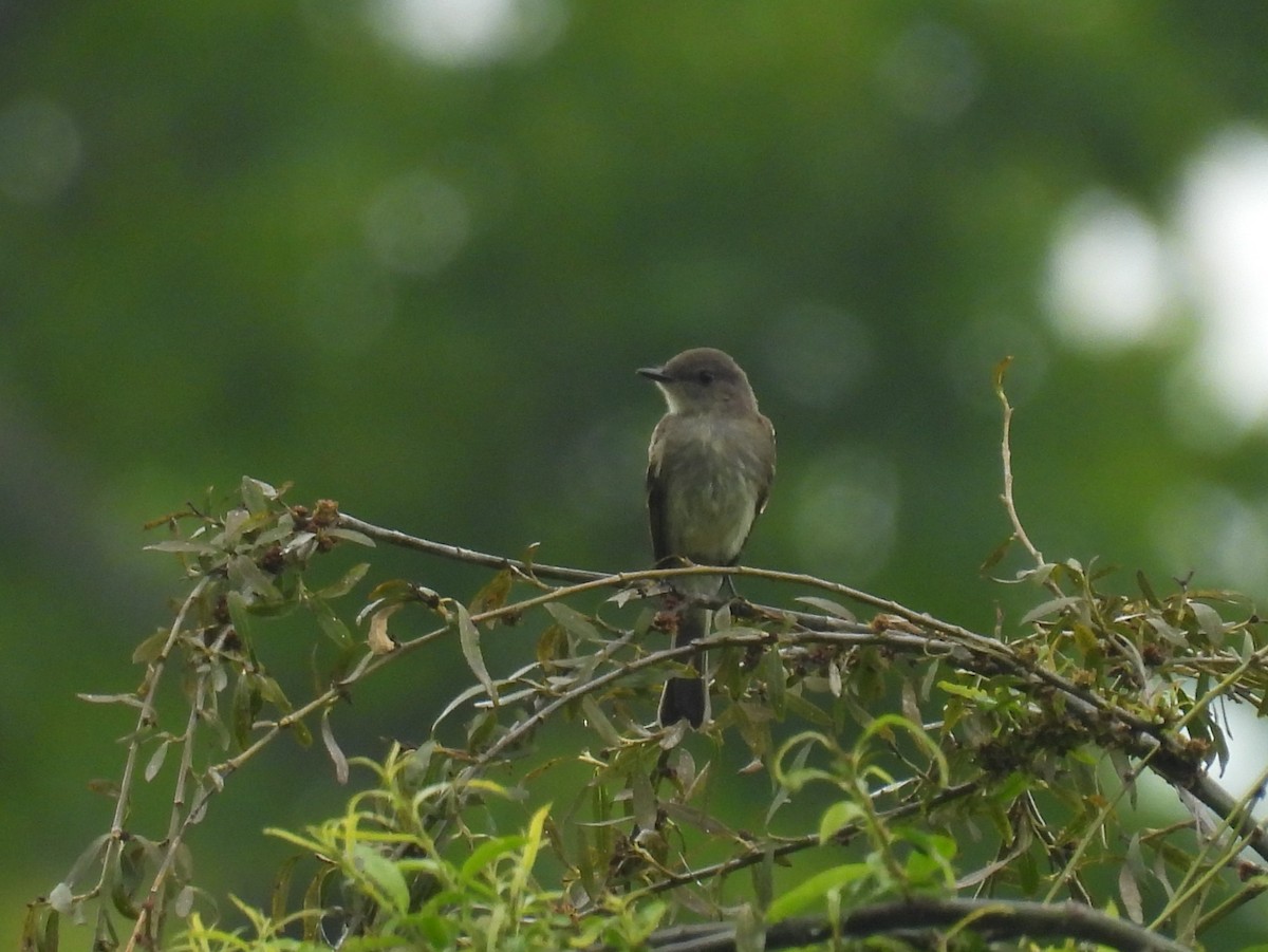 Eastern Wood-Pewee - ML620301649