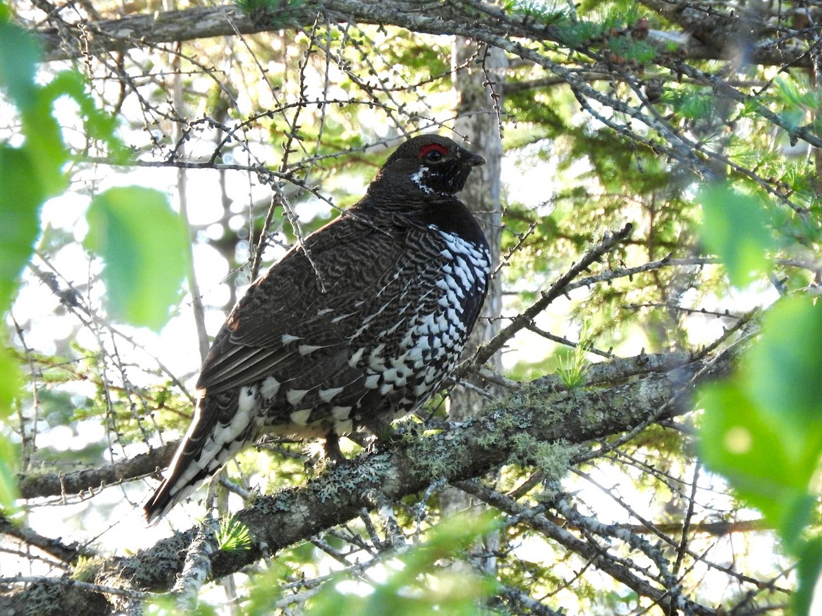 Spruce Grouse - ML620301662