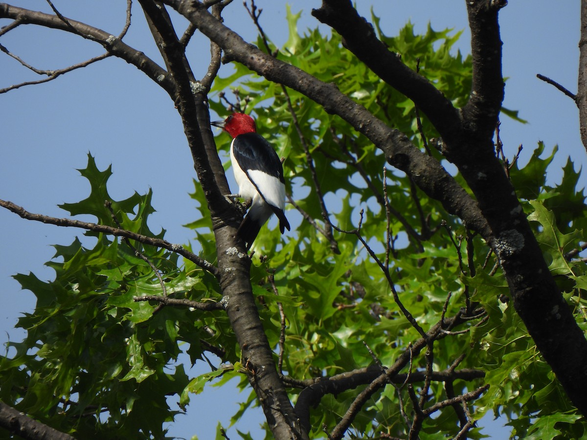Red-headed Woodpecker - ML620301677