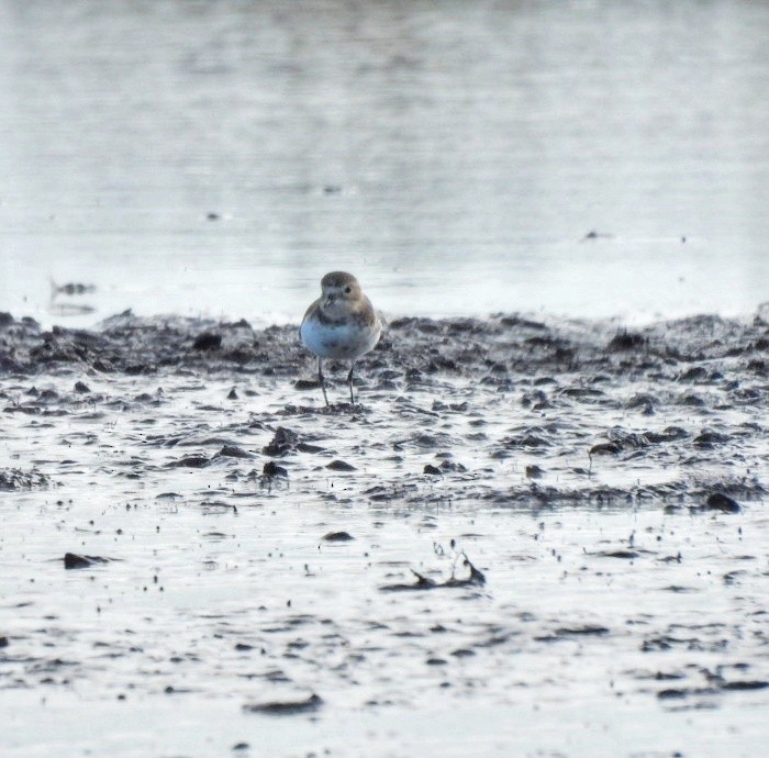 Double-banded Plover - ML620301678