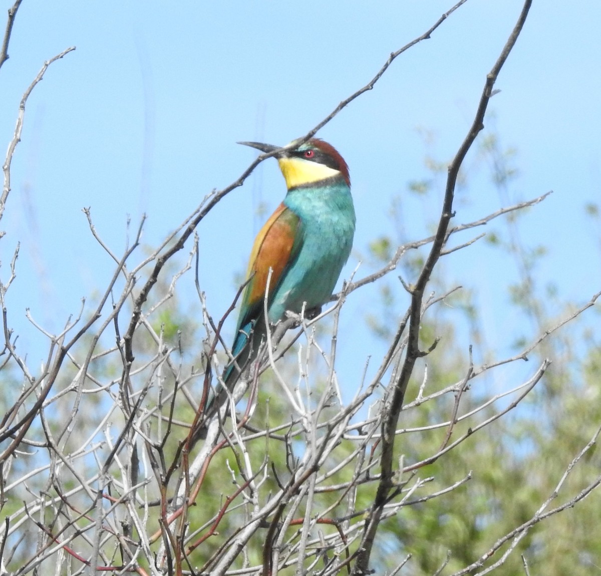 European Bee-eater - ML620301679