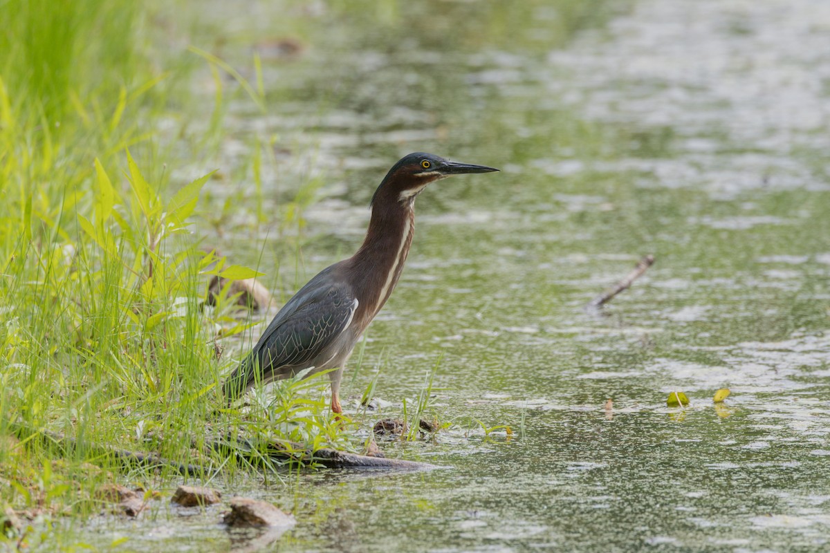 Green Heron - ML620301682