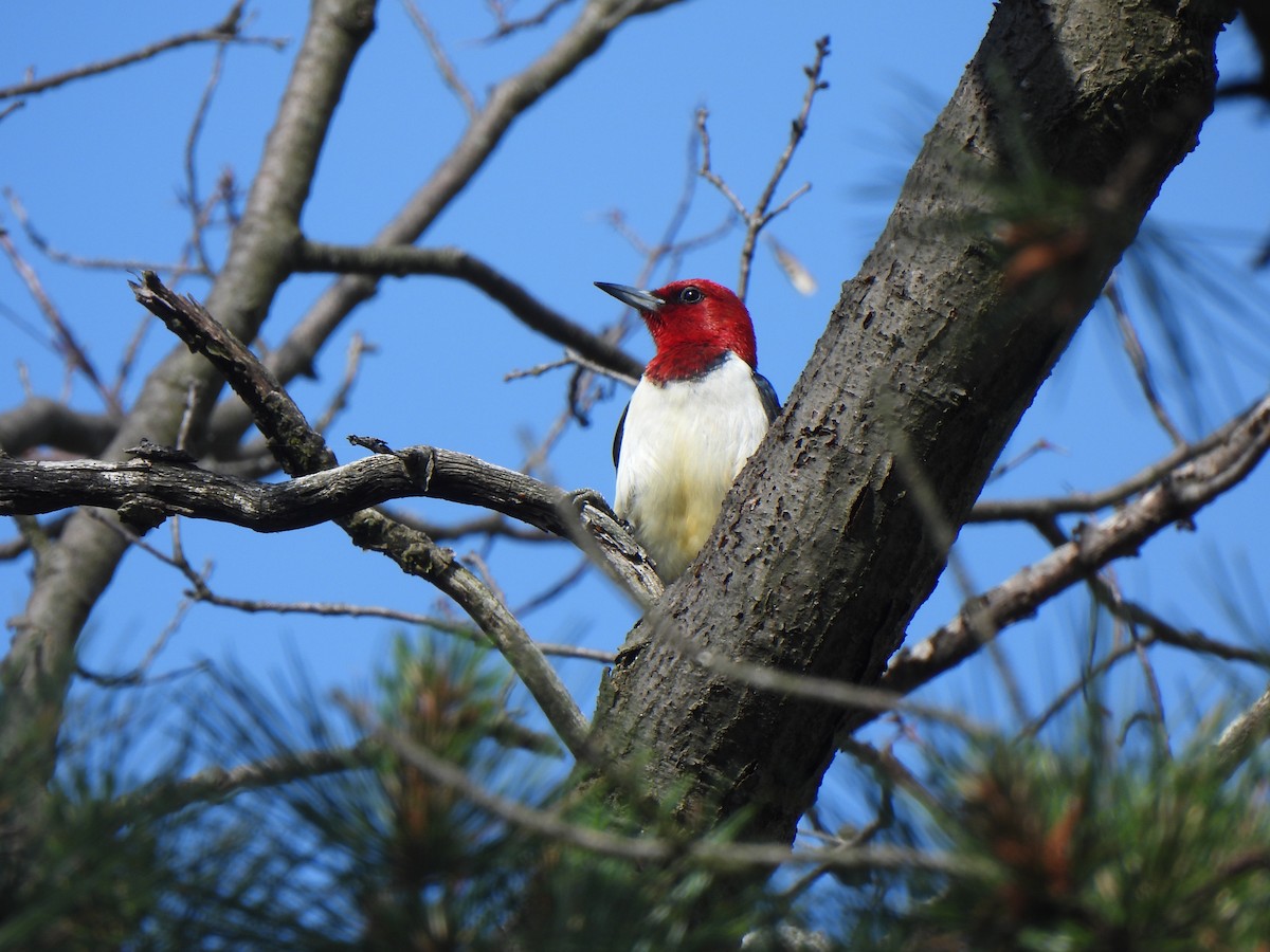 Red-headed Woodpecker - ML620301685
