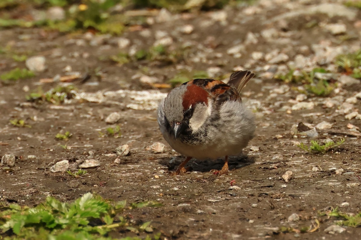 House Sparrow - ML620301687