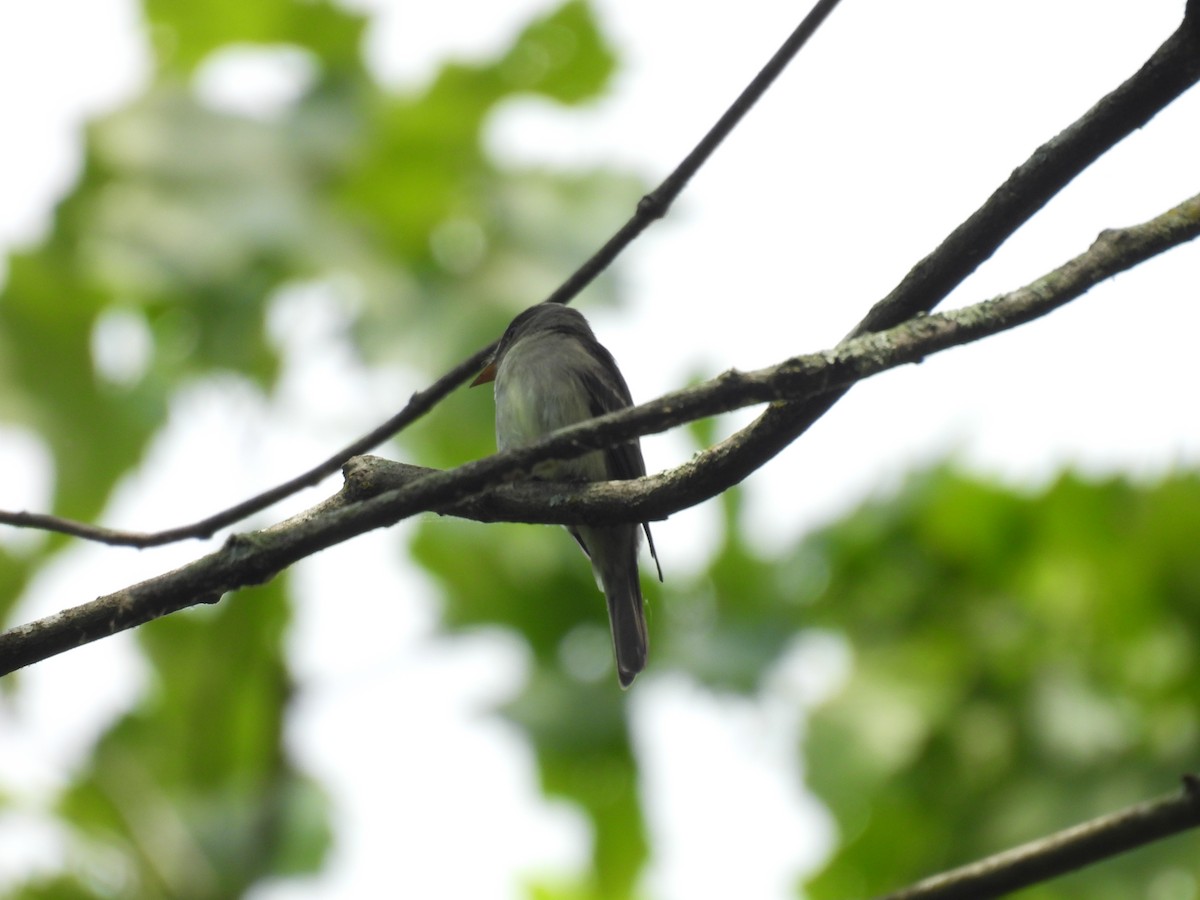 Eastern Wood-Pewee - ML620301690