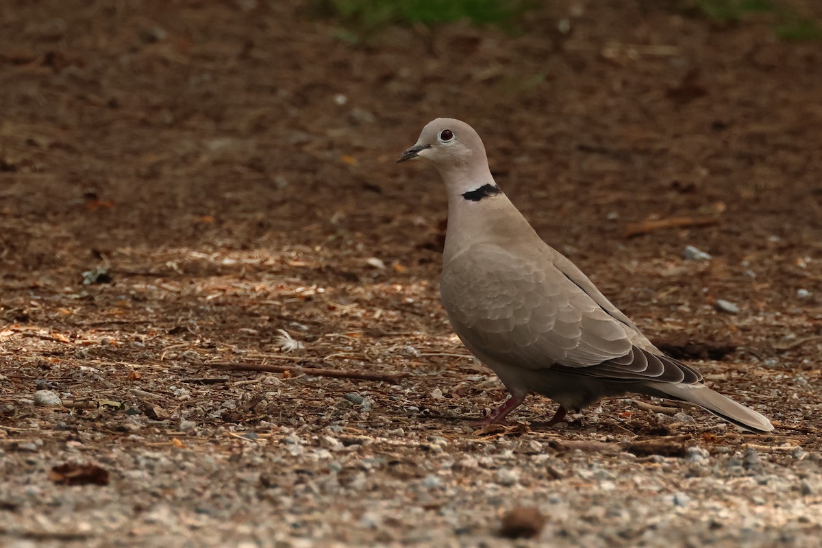Eurasian Collared-Dove - ML620301695