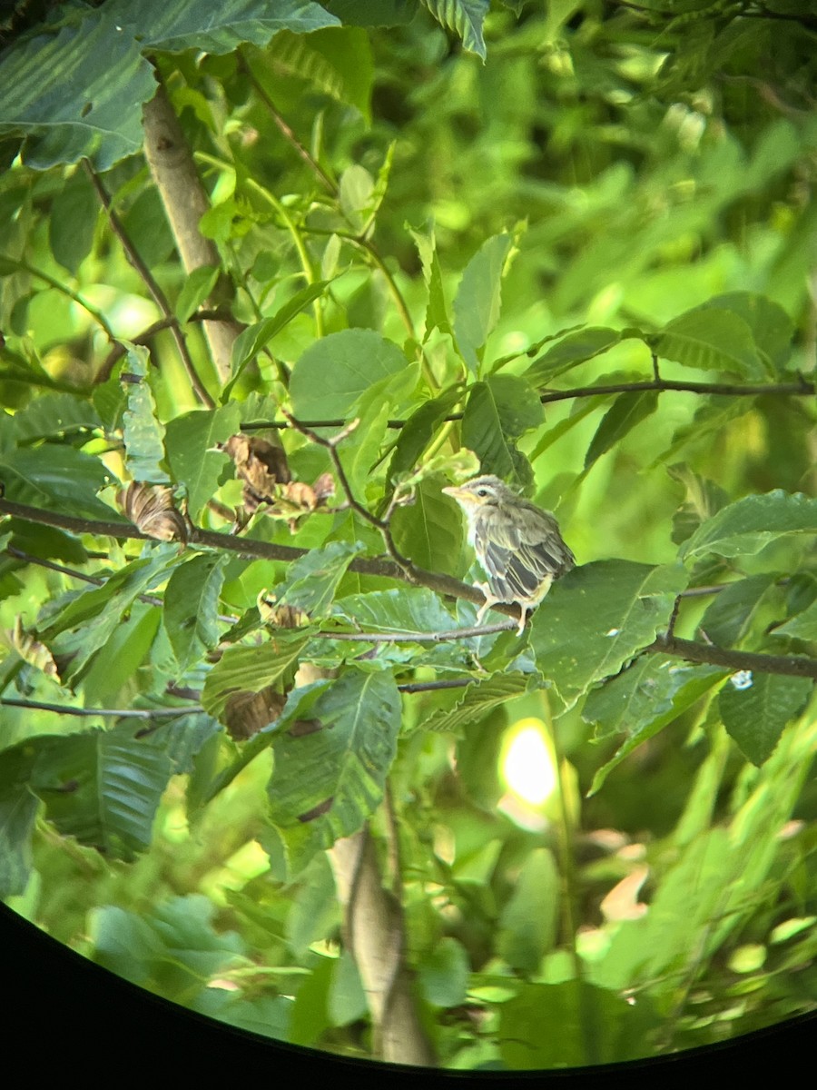 Vireo Ojirrojo - ML620301708