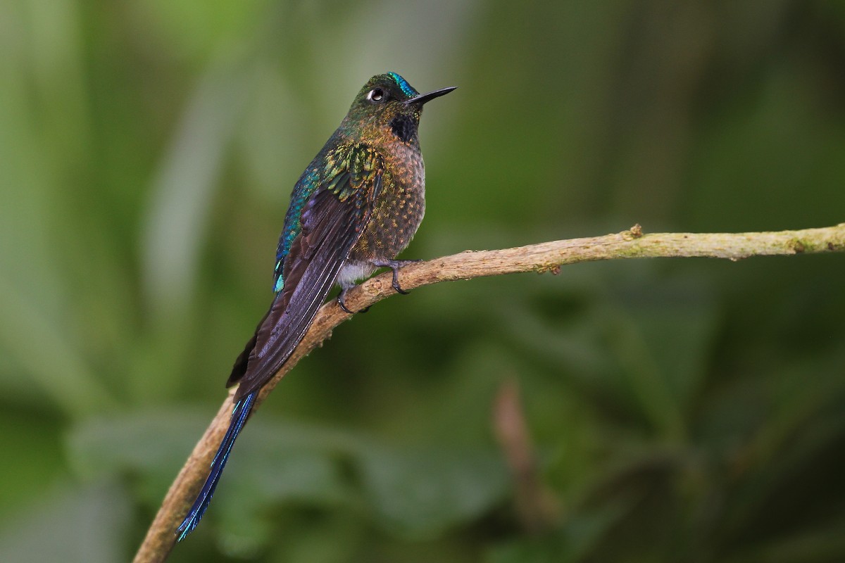 Violet-tailed Sylph - ML620301710