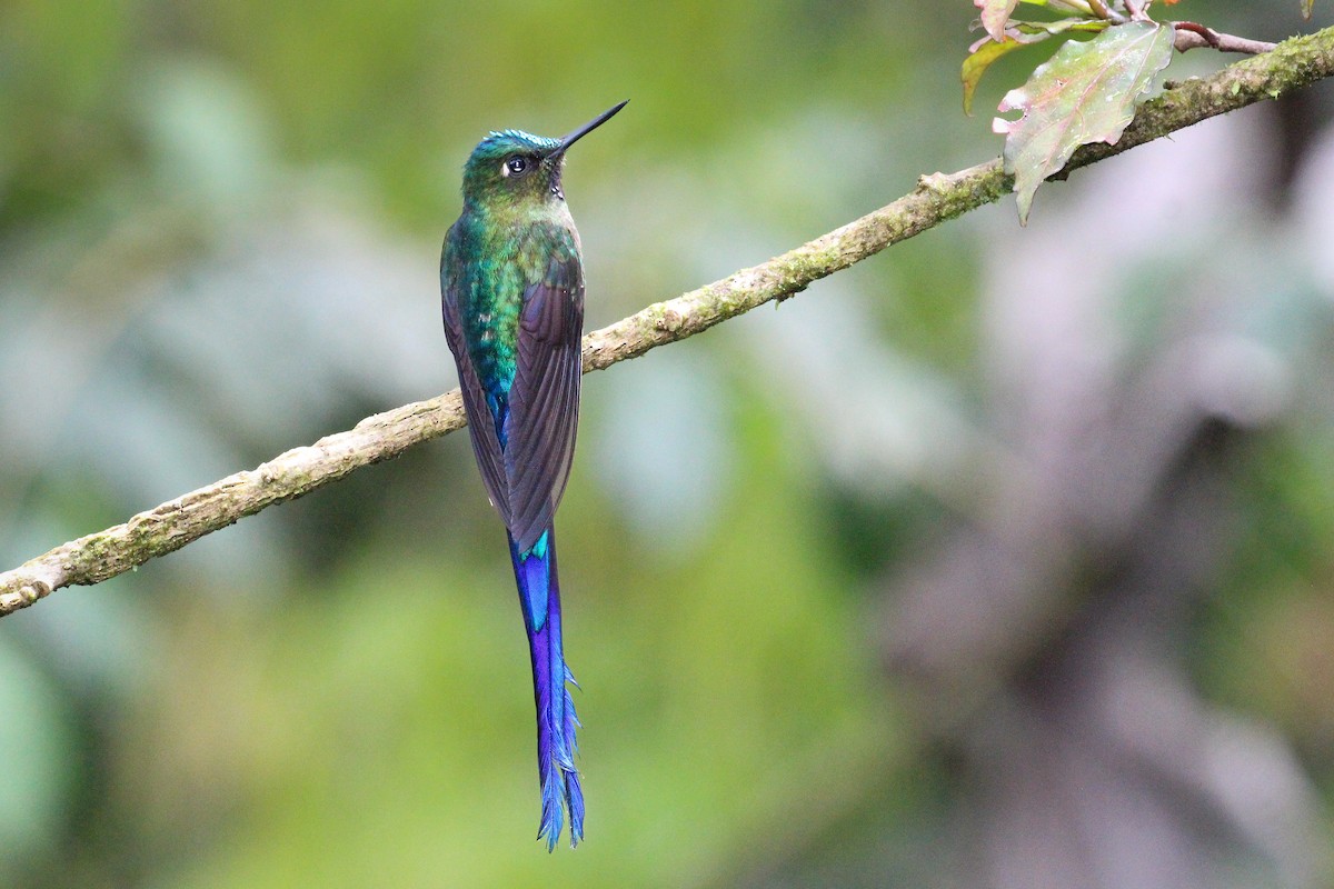 Violet-tailed Sylph - ML620301711