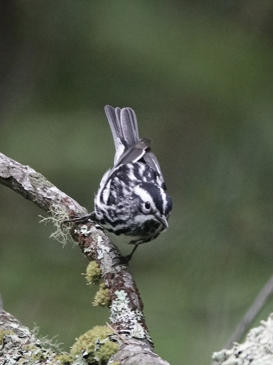 Black-and-white Warbler - Howie Nielsen