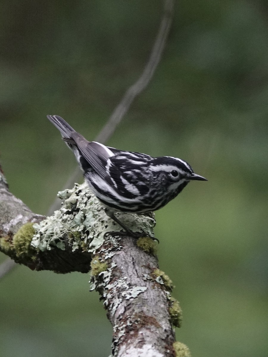 Black-and-white Warbler - ML620301715