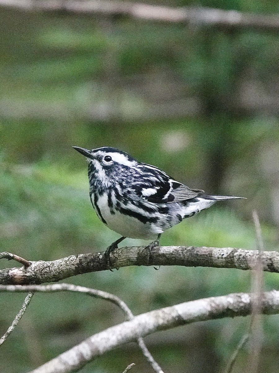 Black-and-white Warbler - ML620301716