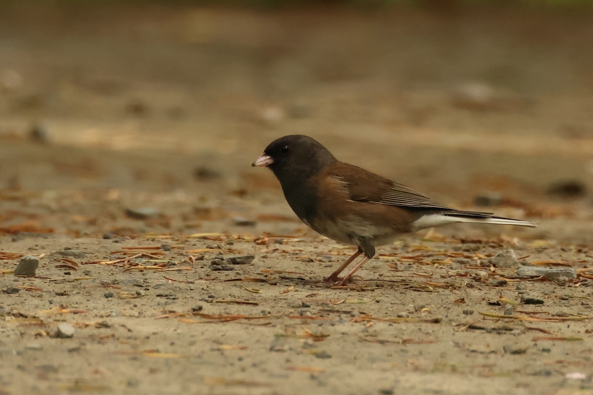 Dark-eyed Junco - ML620301717