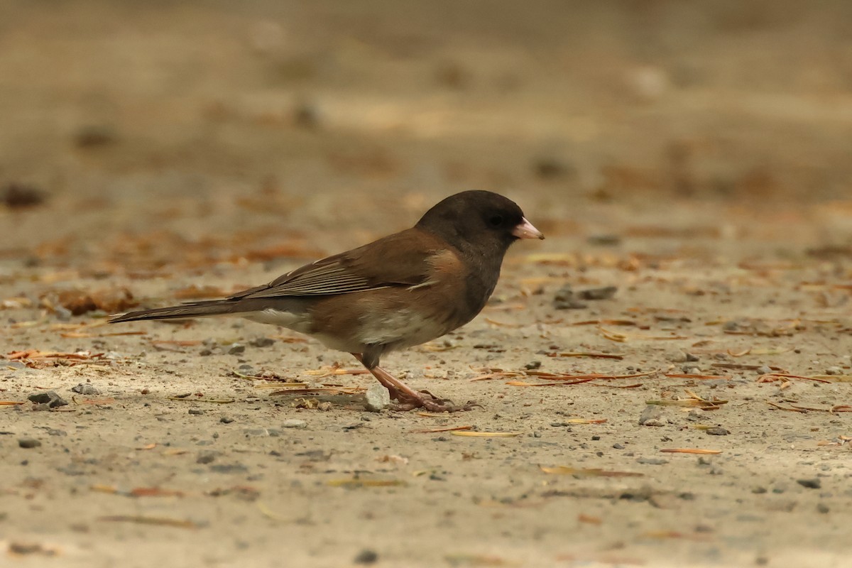 Junco ardoisé - ML620301718