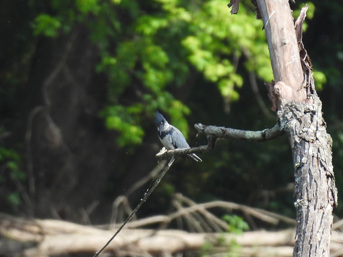 Belted Kingfisher - ML620301726