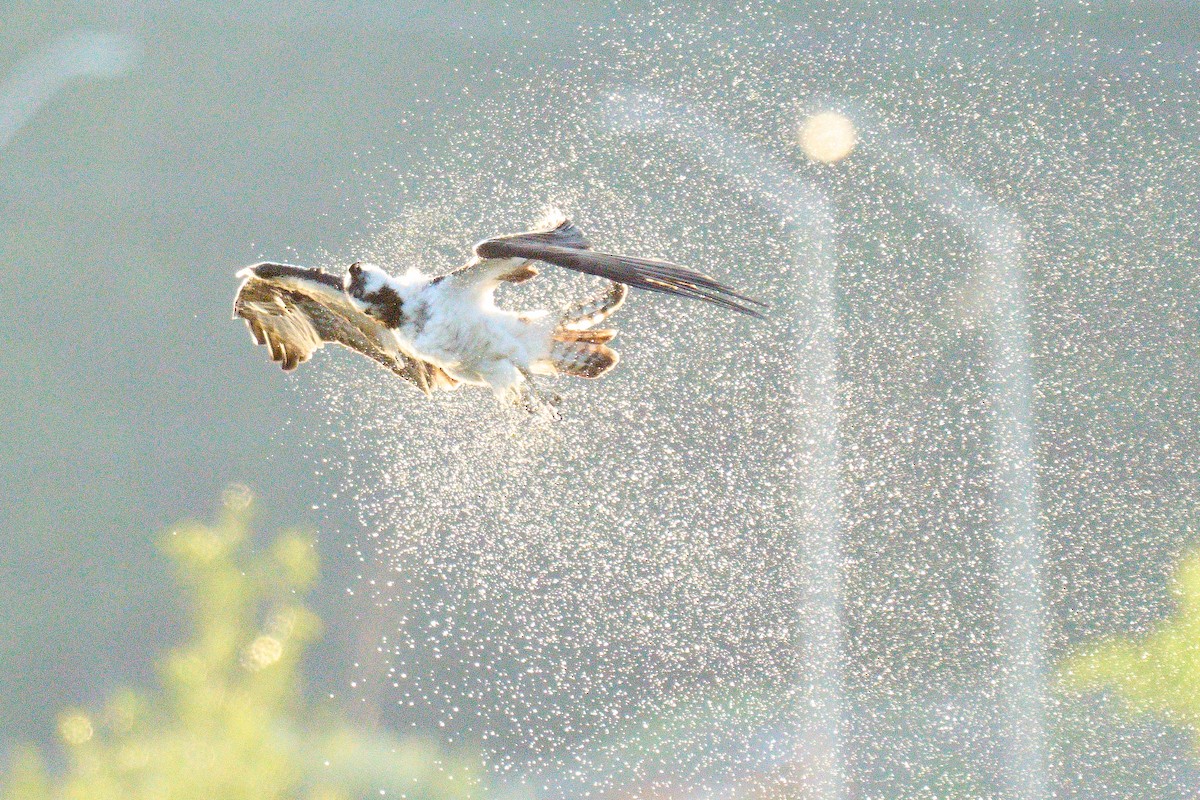 Balbuzard pêcheur - ML620301729