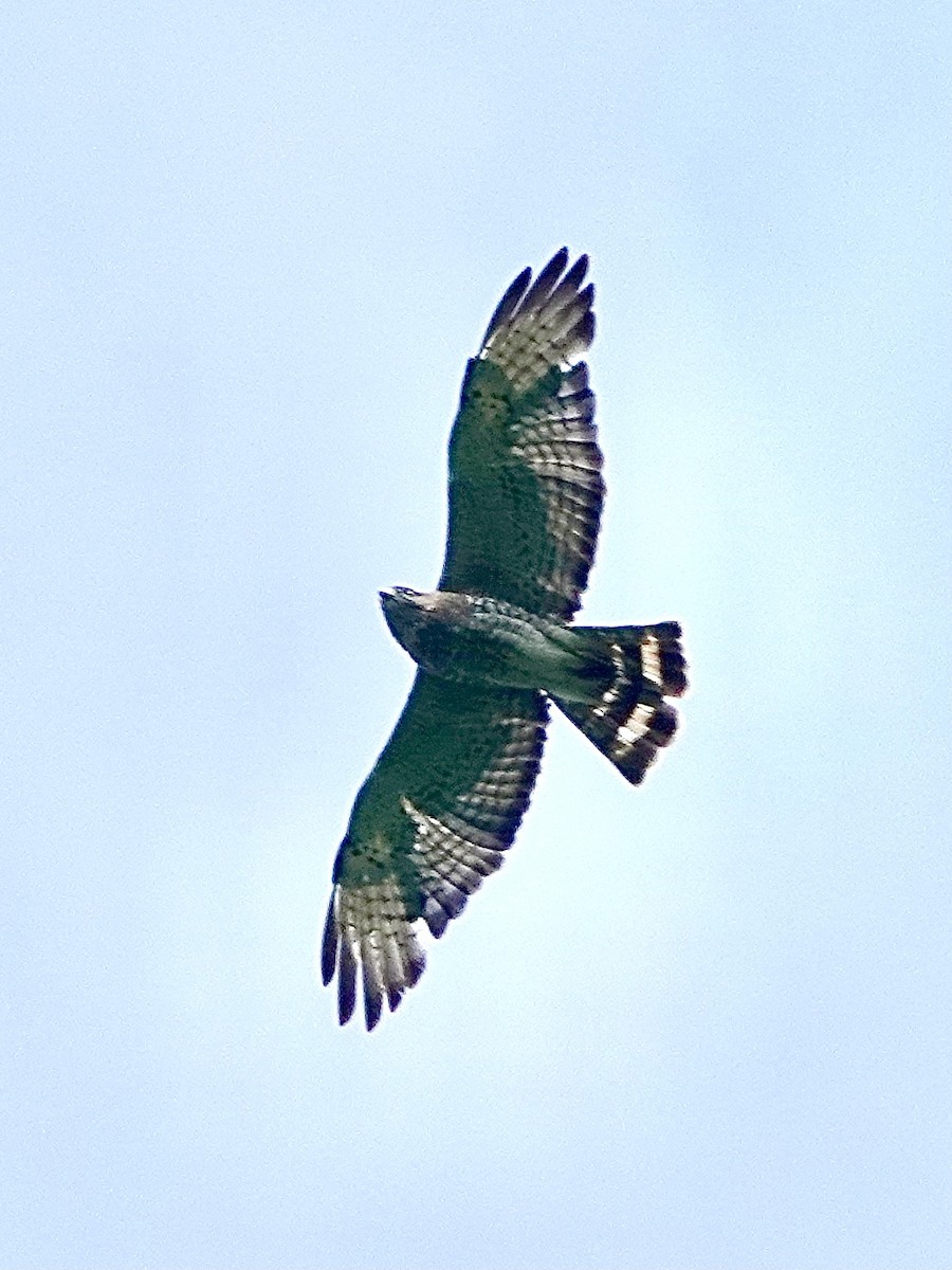 Broad-winged Hawk - ML620301732