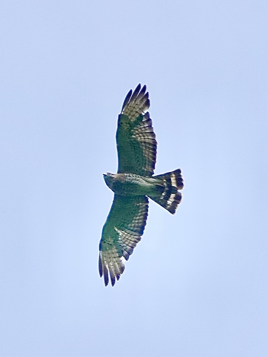 Broad-winged Hawk - ML620301733