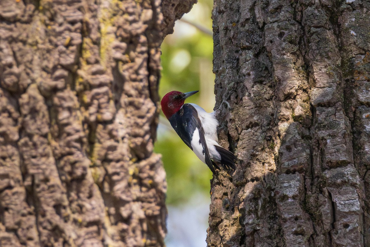 Red-headed Woodpecker - ML620301735