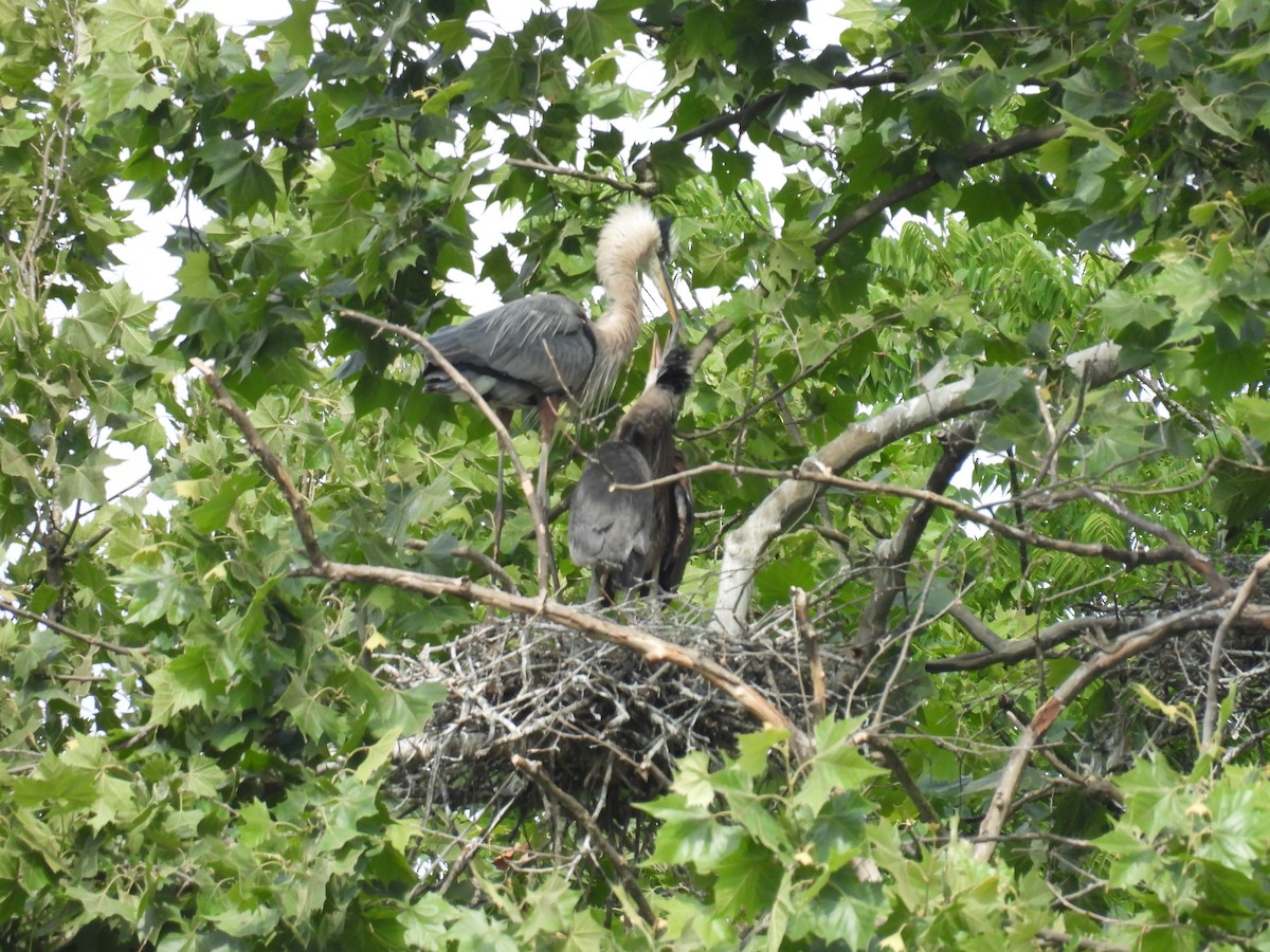 Great Blue Heron - ML620301749