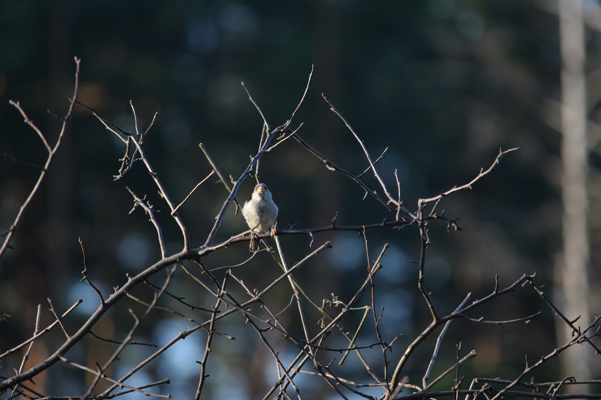 House Sparrow - ML620301751