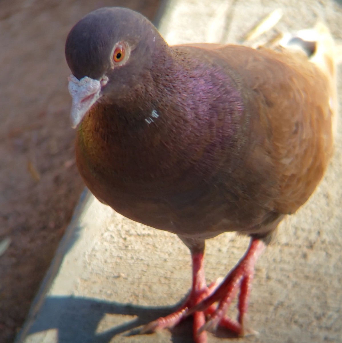 Rock Pigeon (Feral Pigeon) - ML620301752