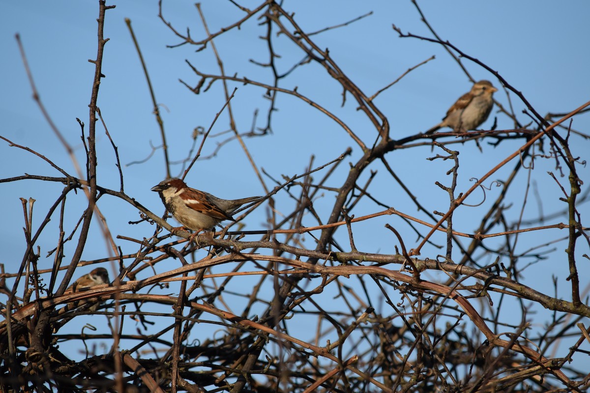 House Sparrow - ML620301753