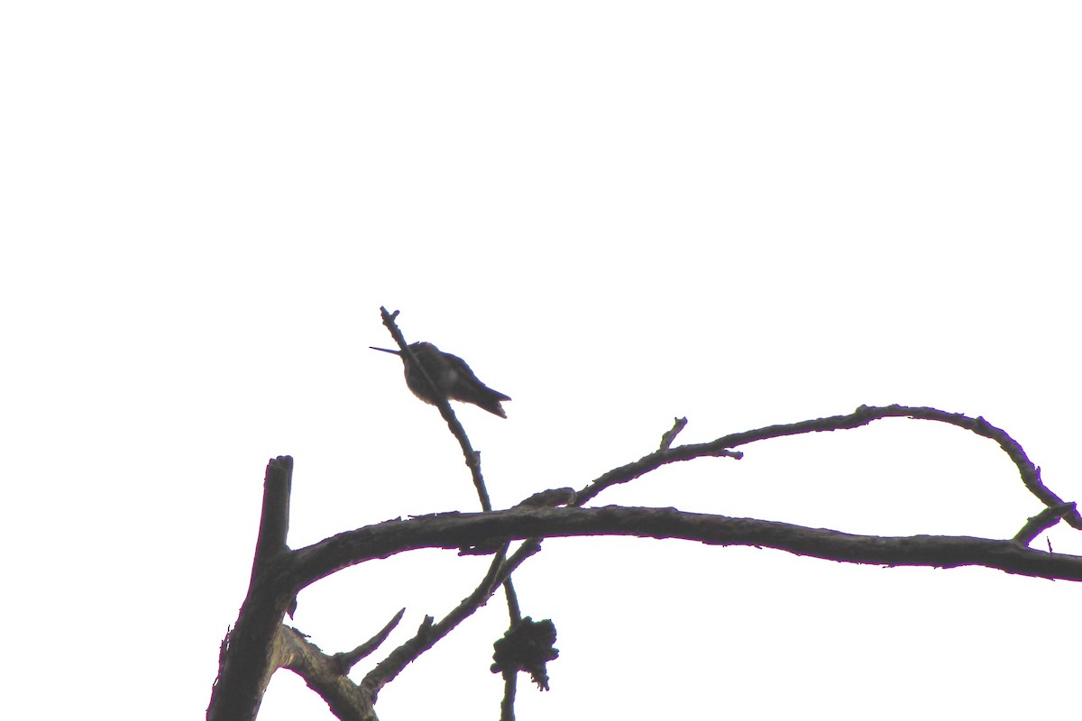 Ruby-throated Hummingbird - ML620301755
