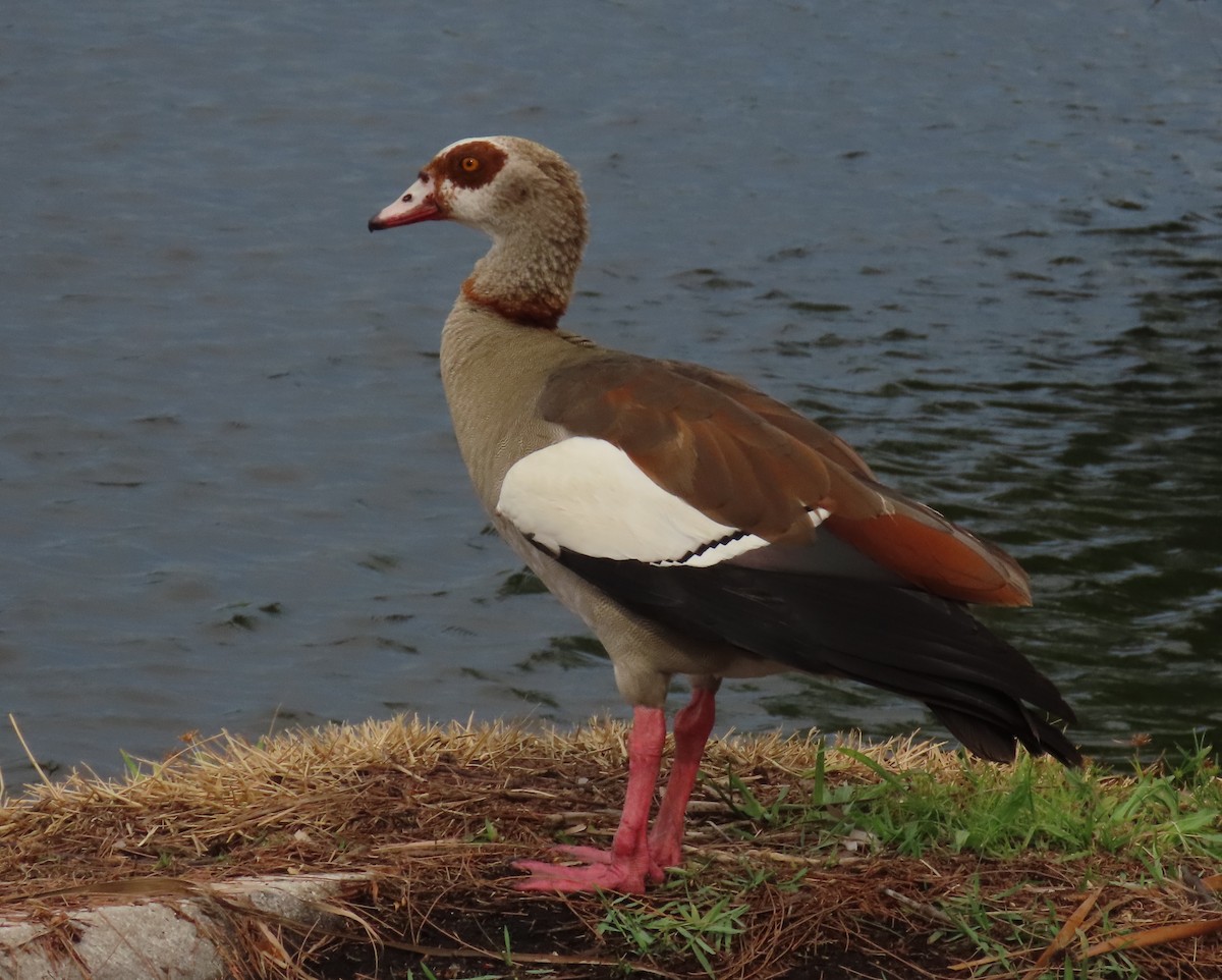 Egyptian Goose - ML620301756