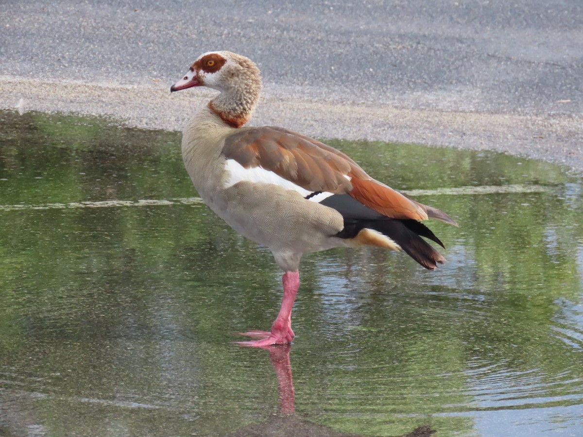 Egyptian Goose - ML620301757